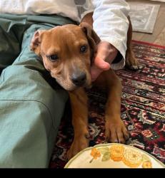 Found/Stray Male Dog last seen Near street southwest Birmingham Alabama , Birmingham, AL 35211