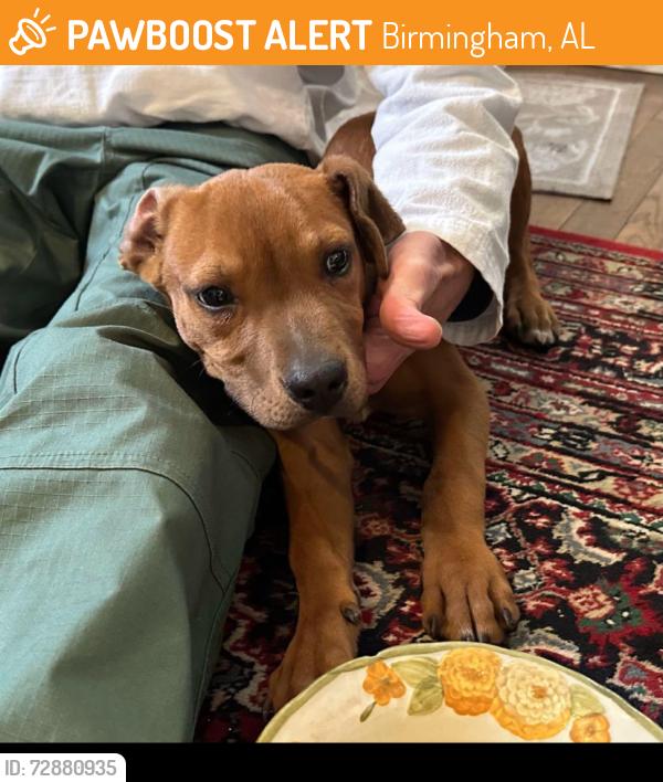 Found/Stray Male Dog last seen Near street southwest Birmingham Alabama, Birmingham, AL 35211