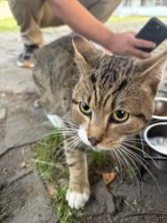 Found/Stray Unknown Cat last seen e garner rd, Raleigh, NC 27610