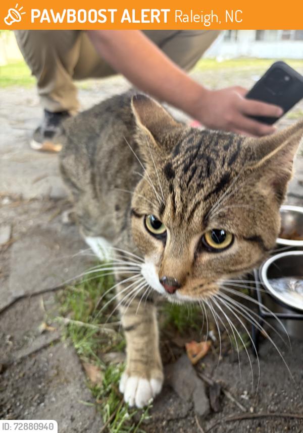 Found/Stray Unknown Cat last seen e garner rd, Raleigh, NC 27610