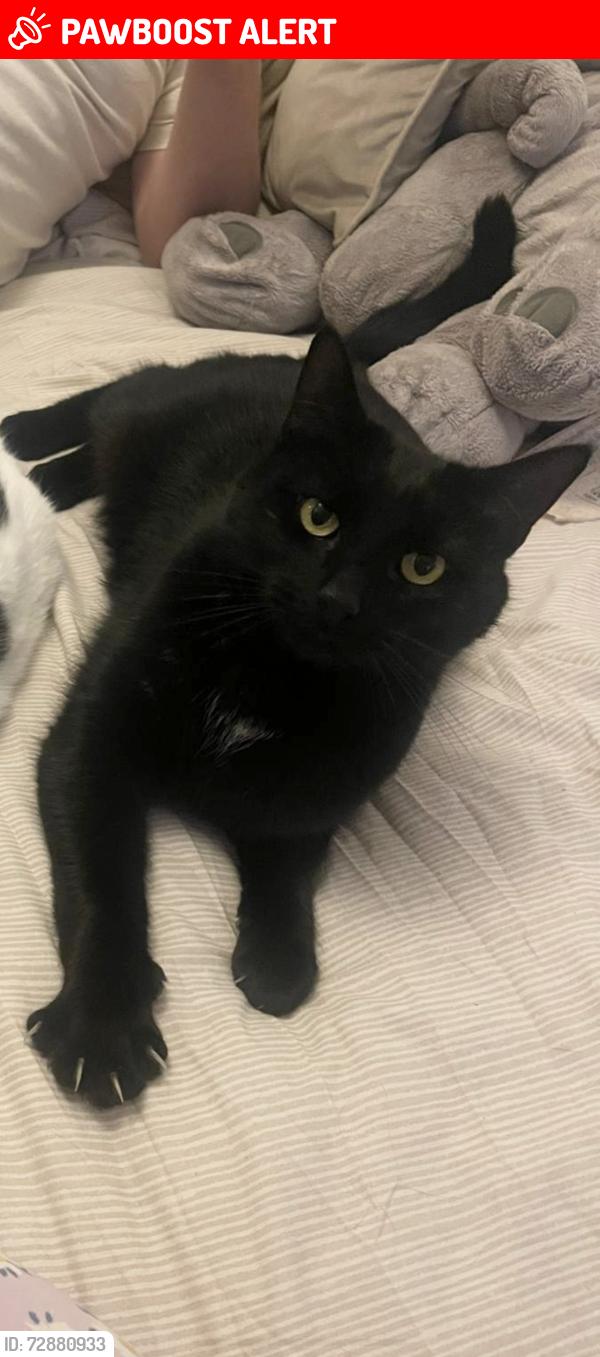 Lost Male Cat last seen Hatfield University , Hertfordshire, England AL10