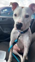 Lost Male Dog last seen North Main, Fairfield,  , Columbia, SC 29203