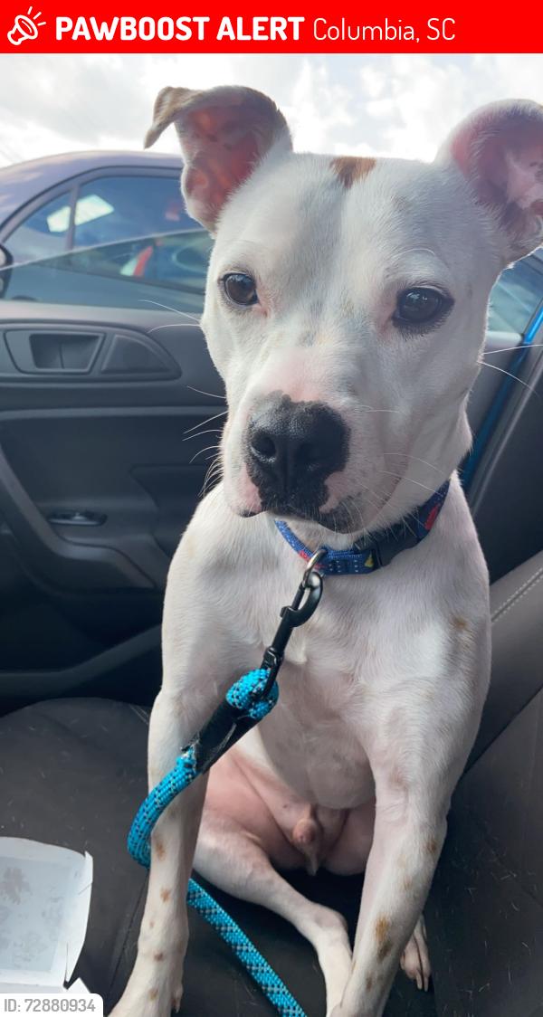 Lost Male Dog last seen North Main, Fairfield,  , Columbia, SC 29203