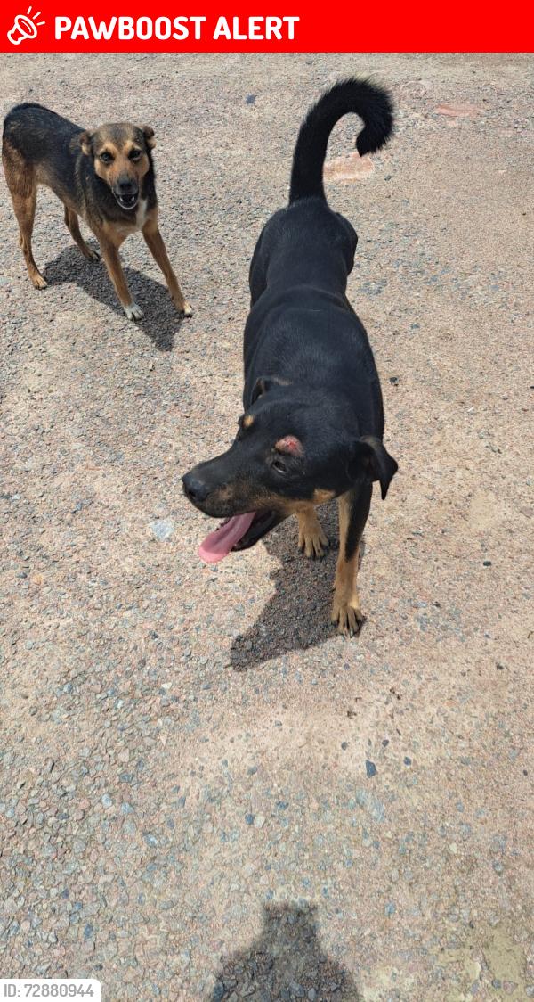 Lost Male Dog last seen EMPRESA TRUCKLAND, Borda do Campo, PR 