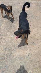 Lost Male Dog last seen EMPRESA TRUCKLAND, Borda do Campo, PR 