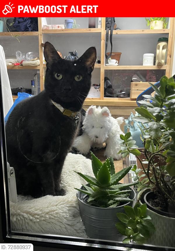 Lost Female Cat last seen Sansome walk, Worcestershire, England WR1 1ND