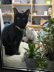 Lost Female Cat last seen Sansome walk, Worcestershire, England WR1 1ND
