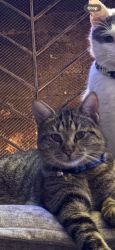 Lost Male Cat last seen Lake Woodlands , Spring, TX 77381