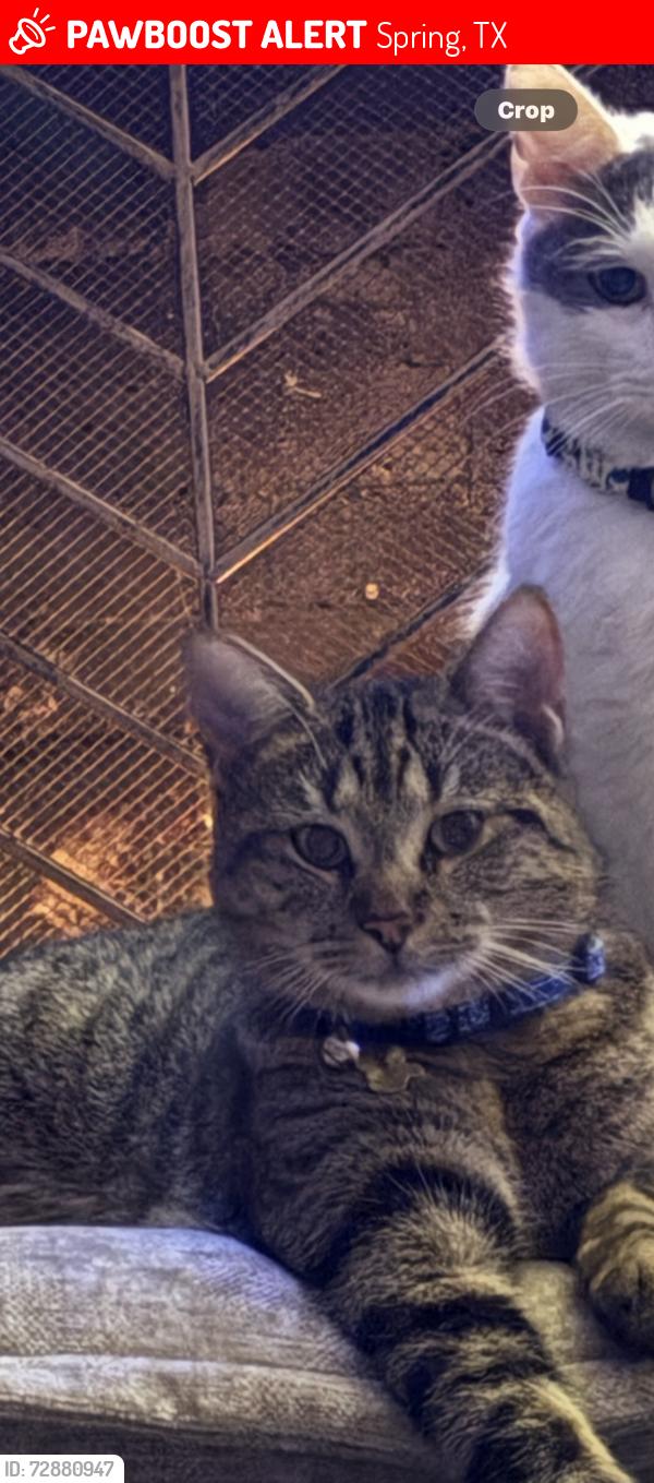 Lost Male Cat last seen Lake Woodlands , Spring, TX 77381