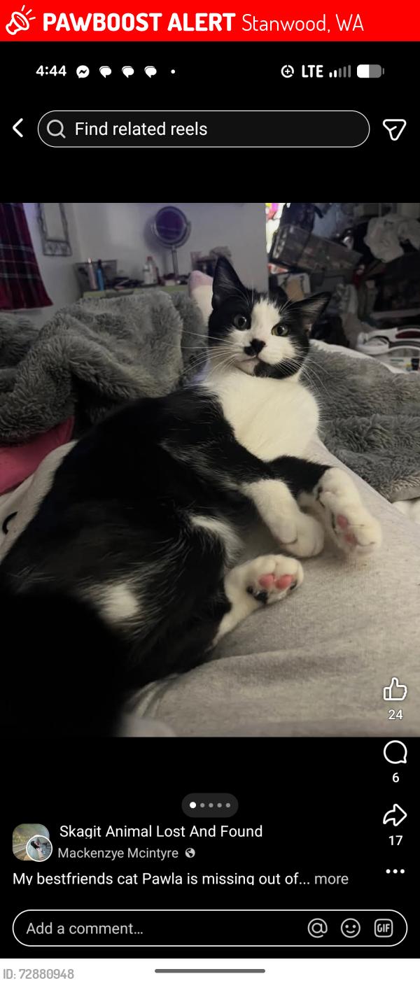Lost Female Cat last seen Lincoln hill area, Stanwood, WA 98292
