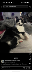 Lost Female Cat last seen Lincoln hill area, Stanwood, WA 98292