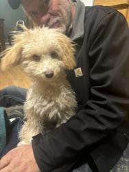 Lost Male Dog last seen Avera heart hosp , Sioux Falls, SD 57104
