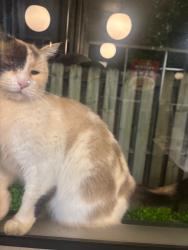 Found/Stray Unknown Cat last seen Roaming waffle hse on hwy 544 for days, Conway, SC 29526