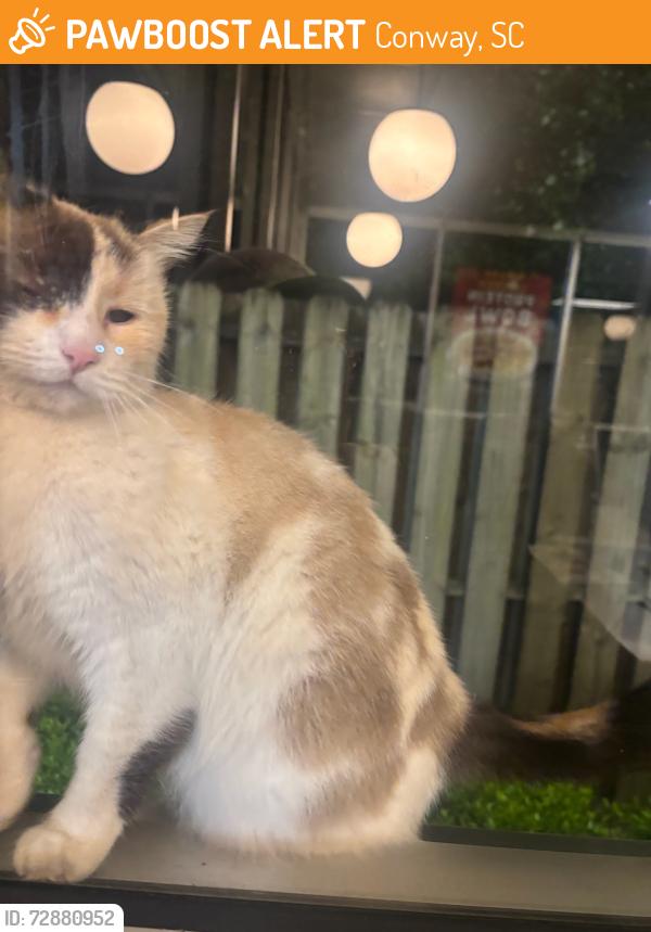 Found/Stray Unknown Cat last seen Roaming waffle hse on hwy 544 for days, Conway, SC 29526