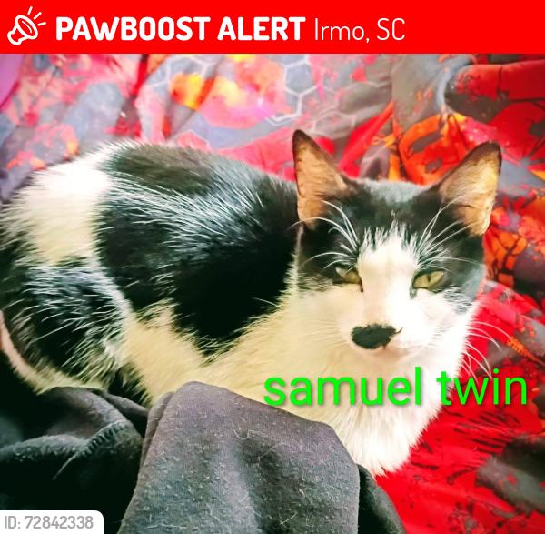 Lost Male Cat last seen Dutch drive & Hollingshed Rd , Irmo, SC 29063