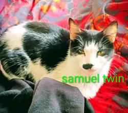 Lost Male Cat last seen Dutch drive & Hollingshed Rd , Irmo, SC 29063