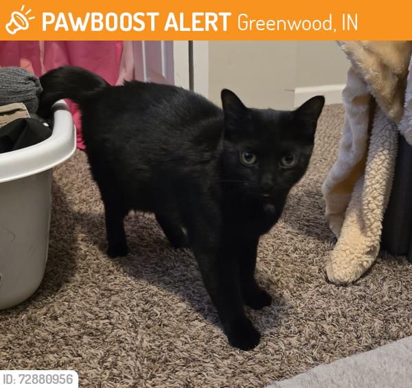 Found/Stray Female Cat last seen Averitt Meadows, Sanner and Millridge, Greenwood, IN 46143