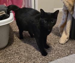 Found/Stray Female Cat last seen Averitt Meadows, Sanner and Millridge, Greenwood, IN 46143