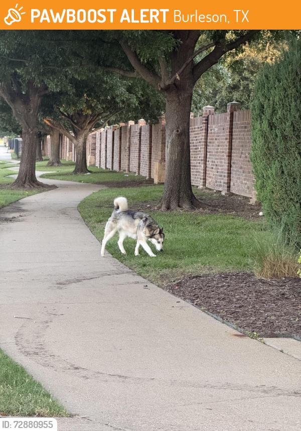 Found/Stray Unknown Dog last seen On Summercrest, going into West Bend North neighborhood - entrance closest to Magnolia s. , Burleson, TX 76028