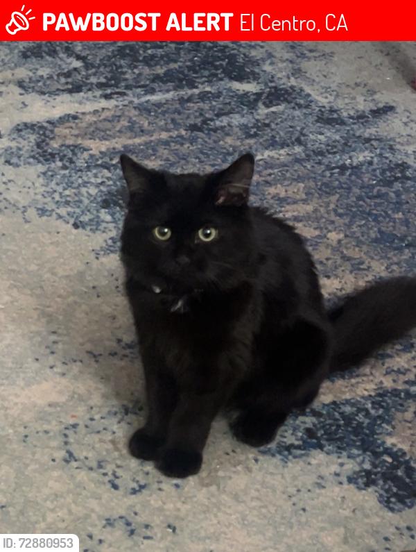 Lost Female Cat last seen Near Manuel Ortiz Ave El Centro, El Centro, CA 92243