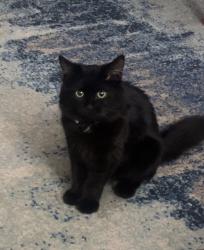 Lost Female Cat last seen Near Manuel Ortiz Ave El Centro, El Centro, CA 92243
