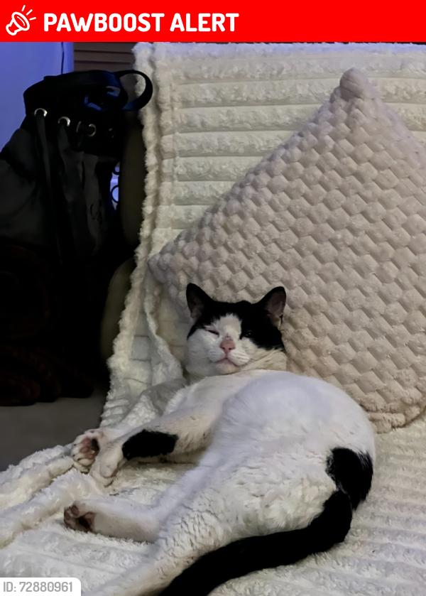 Lost Male Cat last seen Whalebone golf, Dagenham, England RM6 6SD