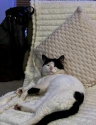 Lost Male Cat last seen Whalebone golf , Dagenham, England RM6 6SD