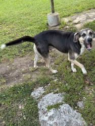 Found/Stray Male Dog last seen E Relza and FM 2090, Splendora, TX 77372