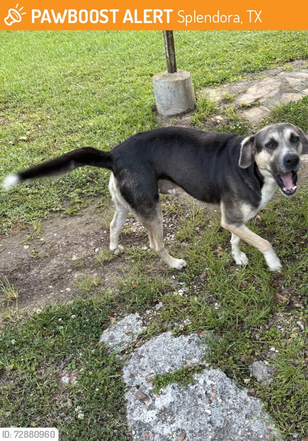 Found/Stray Male Dog last seen E Relza and FM 2090, Splendora, TX 77372