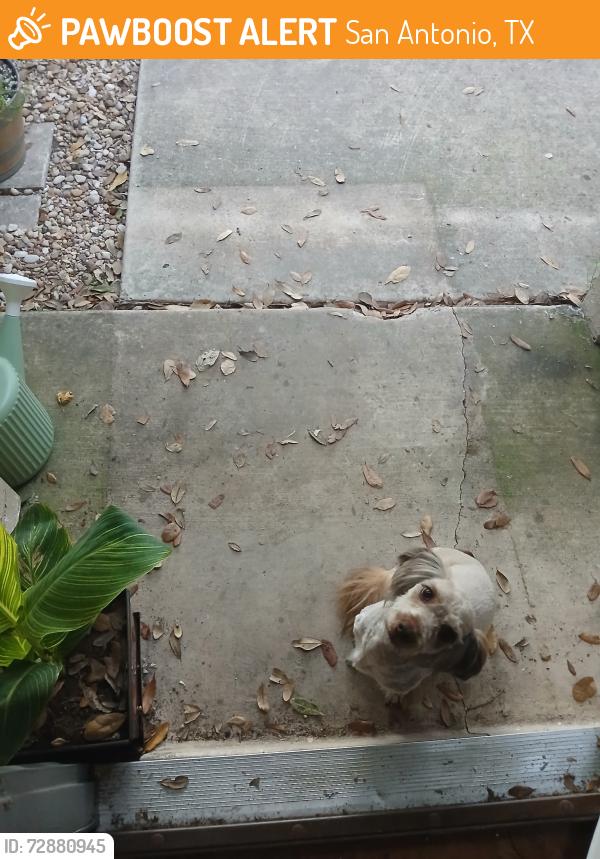 Found/Stray Female Dog last seen Richland hills apts/Kingsbury Way, San Antonio, TX 78240