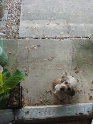 Found/Stray Female Dog last seen Richland hills apts/Kingsbury Way, San Antonio, TX 78240