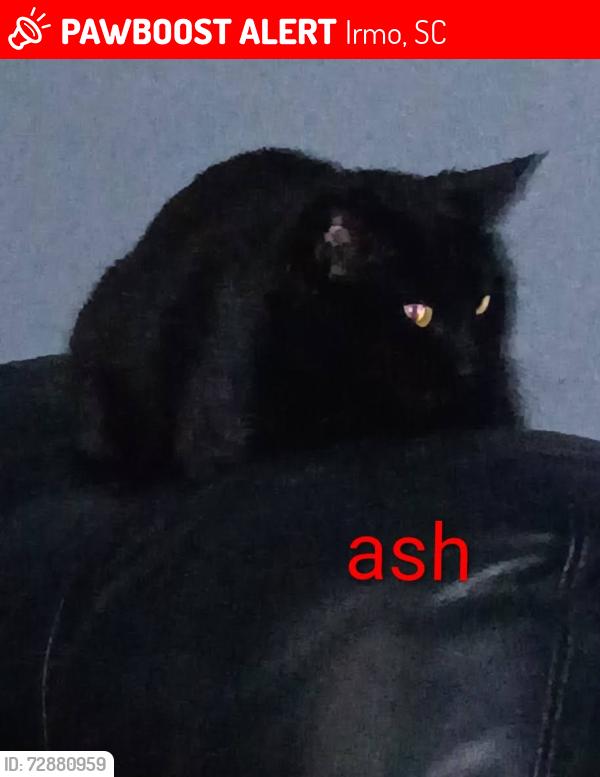 Lost Female Cat last seen Hope Lutheran Church & Dutch Drive, Irmo, SC 29063