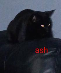 Lost Female Cat last seen Hope Lutheran Church & Dutch Drive, Irmo, SC 29063