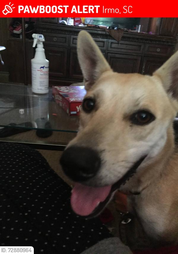Lost Female Dog last seen Dutch drive & Hollingshed Rd , Irmo, SC 29063