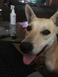 Lost Female Dog last seen Dutch drive & Hollingshed Rd , Irmo, SC 29063