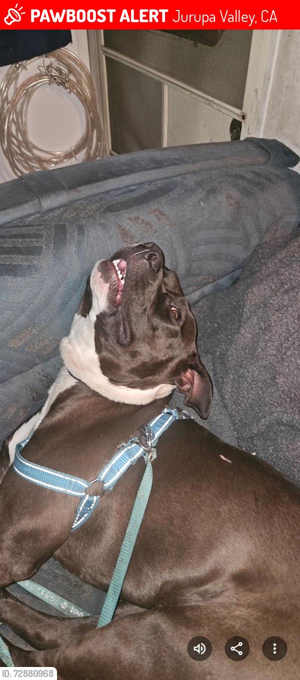 Lost Male Dog last seen Van Buren and clay, Jurupa Valley, CA 92509