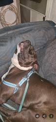Lost Male Dog last seen Van Buren and clay, Jurupa Valley, CA 92509