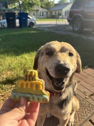Lost Male Dog last seen King Ave , San Antonio, TX 78211