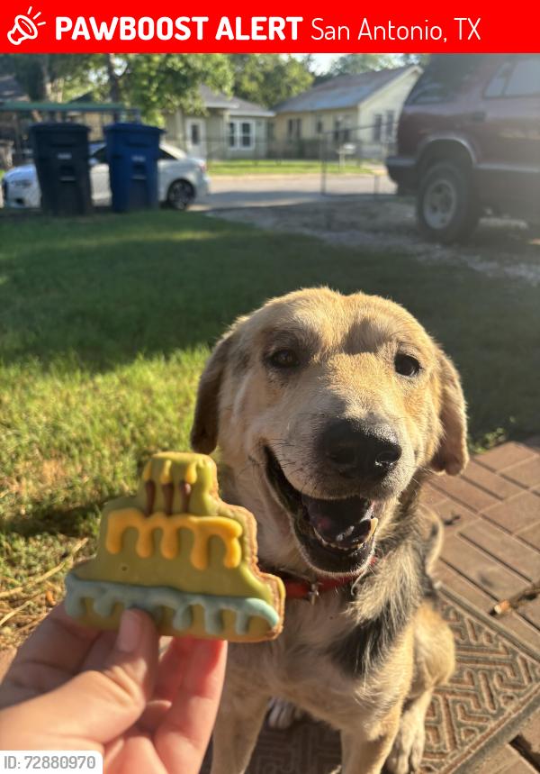 Lost Male Dog last seen King Ave , San Antonio, TX 78211