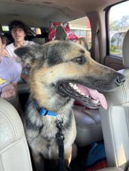Lost Male Dog last seen Old combee , Lakeland, FL 33805