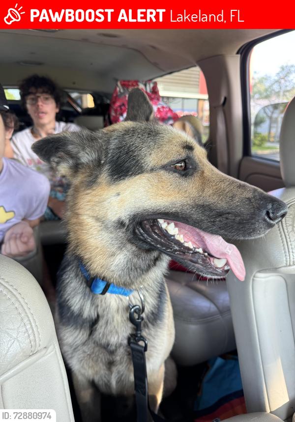 Lost Male Dog last seen Old combee , Lakeland, FL 33805