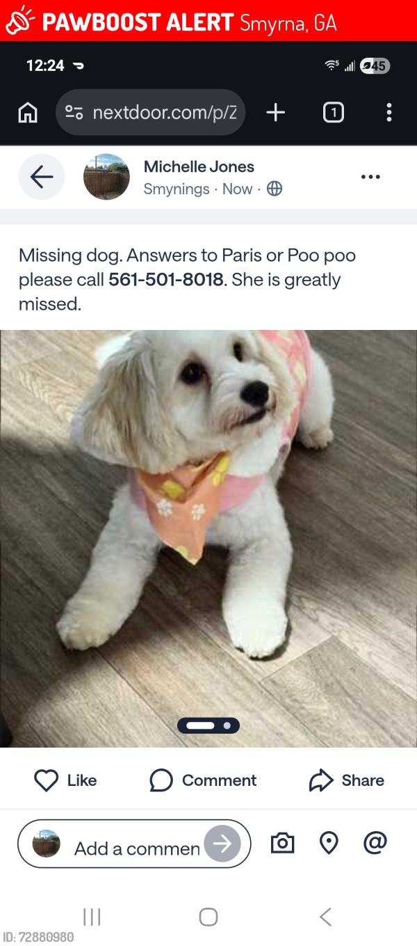 Lost Female Dog last seen Windy Hill Road, Smyrna, GA 30080
