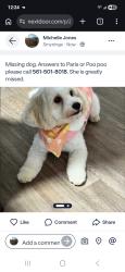 Lost Female Dog last seen Windy Hill Road, Smyrna, GA 30080