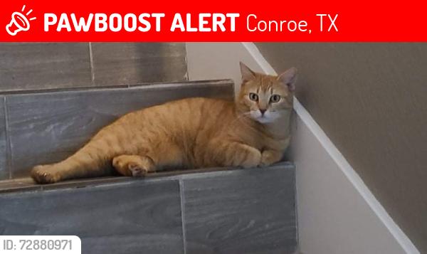 Lost Female Cat last seen Back fenceline between 9917 and 9925 kingfisher drive.  GlenEagles Subdivision , Conroe, TX 77385