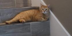 Lost Female Cat last seen Back fenceline between 9917 and 9925 kingfisher drive.  GlenEagles Subdivision , Conroe, TX 77385