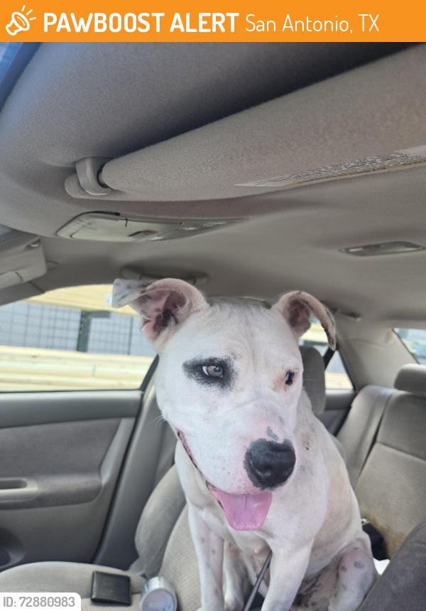 Found/Stray Female Dog last seen Donaldson and Cheryl , San Antonio, TX 78228