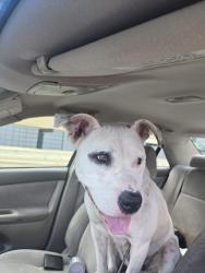 Found/Stray Female Dog last seen Donaldson and Cheryl , San Antonio, TX 78228