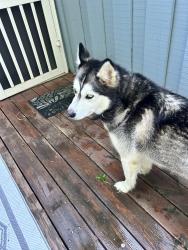 Reunited Unknown Dog last seen Pleasant Green td orange county, Durham, NC 27712