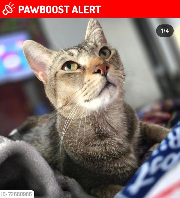 Lost Male Cat last seen Near handy oak circle , West Palm Beach, FL 33411