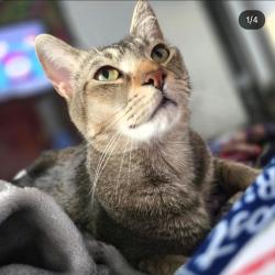 Lost Male Cat last seen Near handy oak circle , West Palm Beach, FL 33411